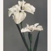 Iris Kabmpferi Canvastavla (30x40 cm)