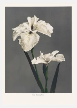 Iris Kabmpferi Canvastavla (30x40 cm)