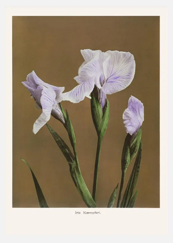 Iris Kabmpferi No2 Canvastavla (30x40 cm)