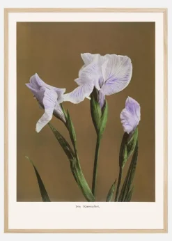 Iris Kabmpferi no2 Poster (21x29.7 cm (A4))