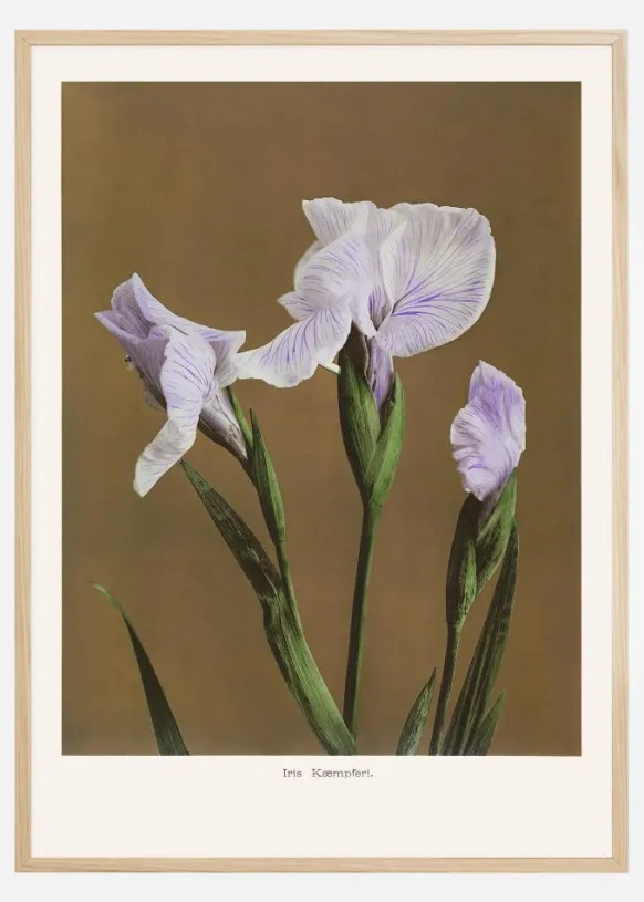 Iris Kabmpferi no2 Poster (21x29.7 cm (A4))