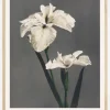 Iris Kabmpferi Poster (21x29.7 cm (A4))