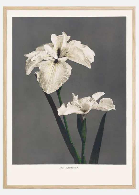 Iris Kabmpferi Poster (21x29.7 cm (A4))