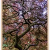Japanese Maple Tree Poster (21x29.7 cm (A4))