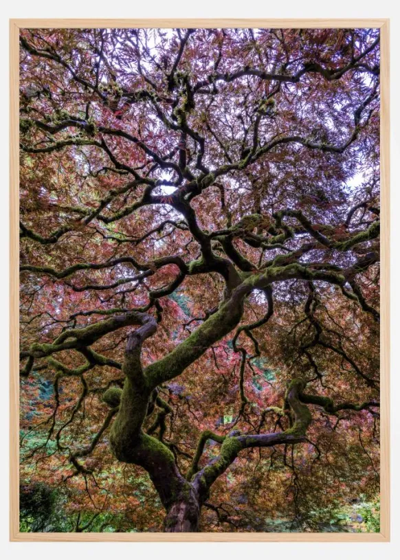 Japanese Maple Tree Poster (21x29.7 cm (A4))