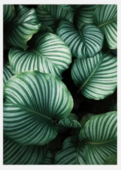 Kalatea Canvastavla (30x40 cm)