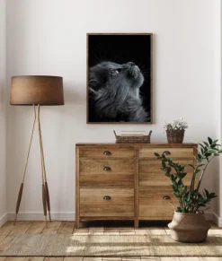 Kitten Poster (21x29.7 cm (A4))