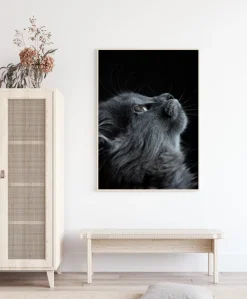 Kitten Poster (21x29.7 cm (A4))
