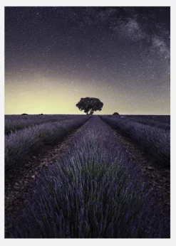 Lavender Fields Canvastavla (30x40 cm)