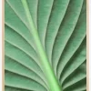 Leaf Poster (21x29.7 cm (A4))