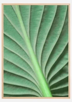 Leaf Poster (21x29.7 cm (A4))