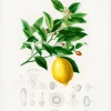 Lemon (citrus Limonium) Canvastavla (30x40 cm)