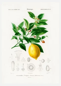 Lemon (citrus Limonium) Canvastavla (30x40 cm)