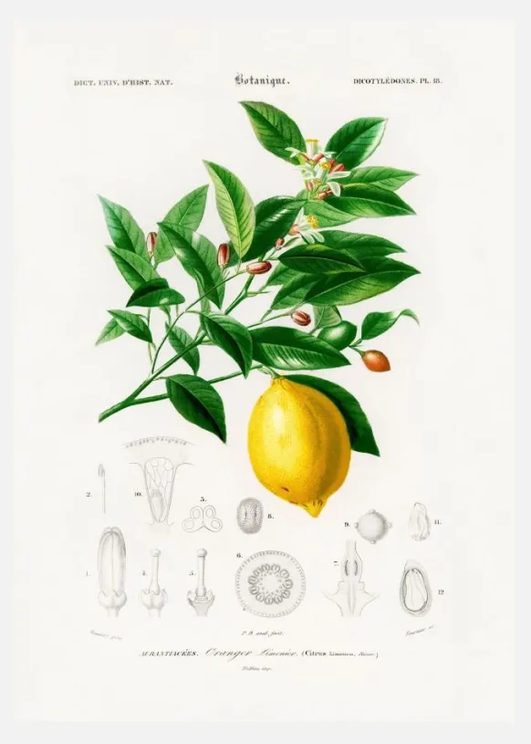 Lemon (citrus Limonium) Canvastavla (30x40 cm)