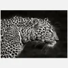 Leopard Close Up Canvastavla (30x40 cm)