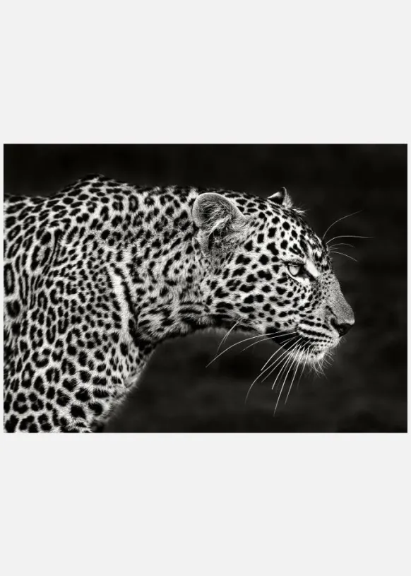 Leopard Close Up Canvastavla (30x40 cm)