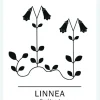 Linnea - Småland Canvastavla (30x40 cm)