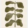 Linocut Plant Canvastavla (30x40 cm)
