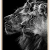 Lion andlioness portrait Poster (21x29.7 cm (A4))