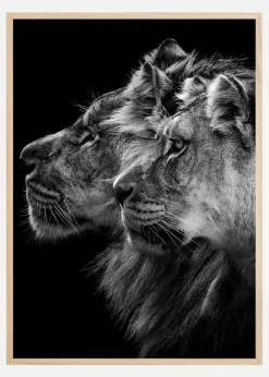 Lion andlioness portrait Poster (21x29.7 cm (A4))