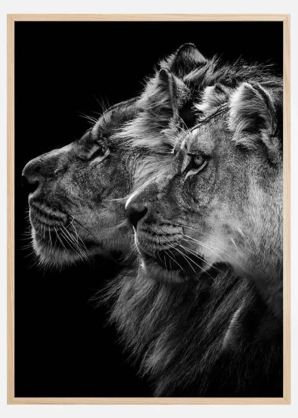 Lion andlioness portrait Poster (21x29.7 cm (A4))
