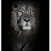 Lion In Black And White Canvastavla (30x40 cm)
