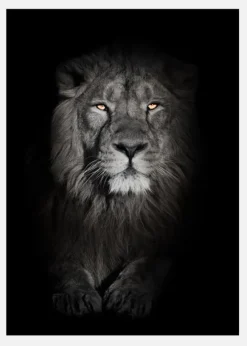 Lion In Black And White Canvastavla (30x40 cm)