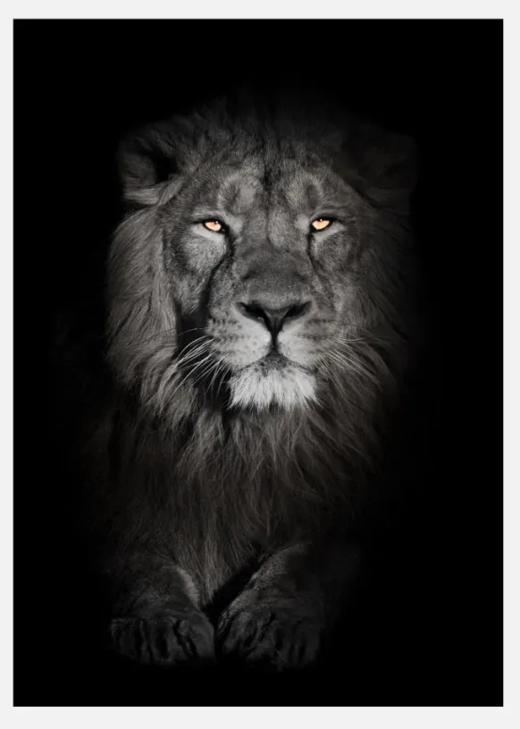 Lion In Black And White Canvastavla (30x40 cm)