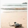 Little Turtle On His Way Canvastavla (30x40 cm)
