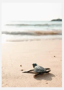 Little Turtle On His Way Canvastavla (30x40 cm)