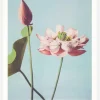 Lotus Flowers Canvastavla (30x40 cm)