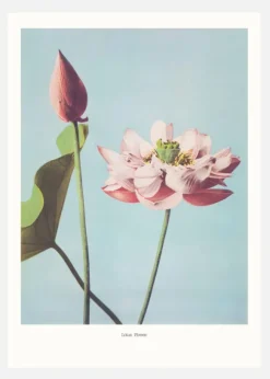 Lotus Flowers Canvastavla (30x40 cm)