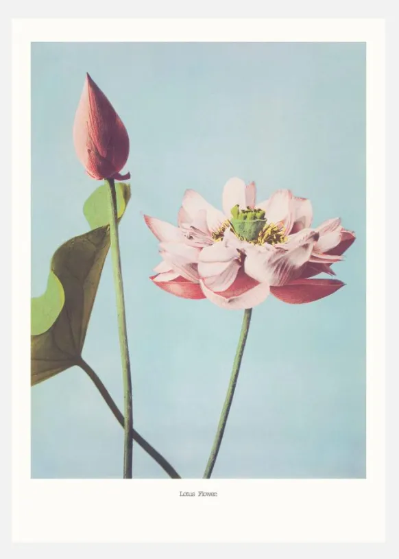 Lotus Flowers Canvastavla (30x40 cm)