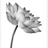Lotus Open Canvastavla (30x40 cm)