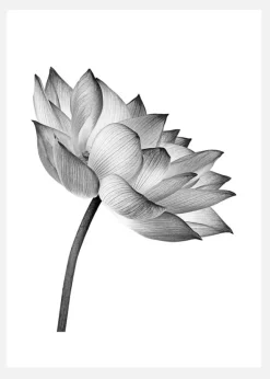 Lotus Open Canvastavla (30x40 cm)