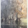 Louisiana Swamp Canvastavla (30x40 cm)