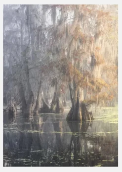 Louisiana Swamp Canvastavla (30x40 cm)