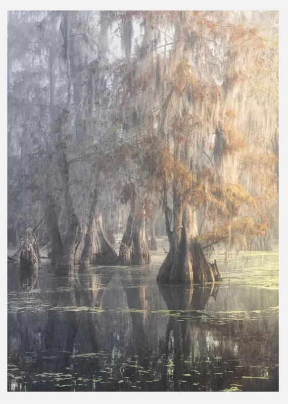 Louisiana Swamp Canvastavla (30x40 cm)