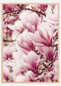Magnolia Tree Poster (21x29.7 cm (A4))