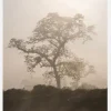 Misty Tree Canvastavla (30x40 cm)