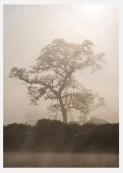 Misty Tree Canvastavla (30x40 cm)