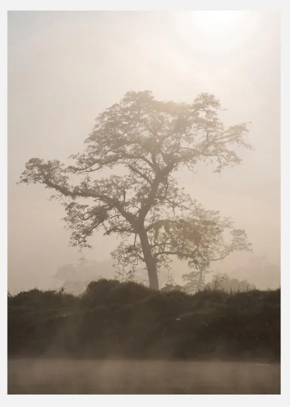 Misty Tree Canvastavla (30x40 cm)