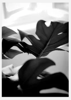 Monstera In Black And White L Canvastavla (30x40 cm)
