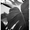 Monstera In Black And White Ll Canvastavla (30x40 cm)