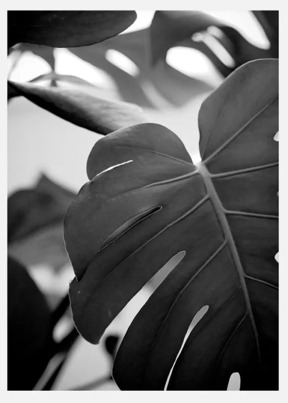 Monstera In Black And White Ll Canvastavla (30x40 cm)