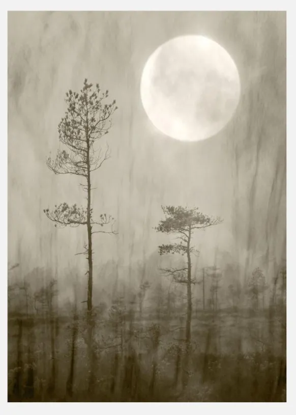 Moonlight Canvastavla (30x40 cm)