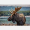 Moose Canvastavla (30x40 cm)