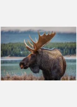 Moose Canvastavla (30x40 cm)