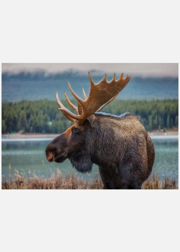 Moose Canvastavla (30x40 cm)