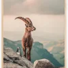 Mountain Goat Poster (21x29.7 cm (A4))